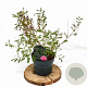 Indigofera heterantha 30-40 cm 3,0L
