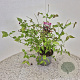 Leycesteria formosa 30-40 cm 3,0L