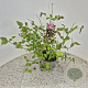 Leycesteria formosa 30-40 cm 3,0L