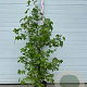 Liquidambar styraciflua 125-150 cm container 