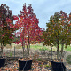 Liquidambar s. 'Worplesdon' 300-350 cm container meerstammig karakter