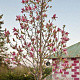 Magnolia 'Daybreak' 300-350 cm 50L