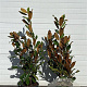 Magnolia grandiflora 80-120 cm 12L