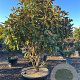 Magnolia grand. 'Goliath' 200-250 cm container meerstammig solitair