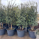 Osmanthus burkwoodii 175-200 cm container meerstammig