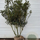 Osmanthus heterophyllus 175-200 cm cont. 240L meerstammig
