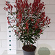 Photinia fraseri Carré Rouge 70-90 cm 10L