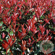 Photinia fraseri Carré Rouge 200-250 cm cont. 180L meerstammig