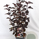 Physocarpus opulif. Panther 30-40 cm 3,0L