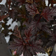 Physocarpus opulif. Panther 30-40 cm 3,0L
