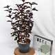 Physocarpus opulif. Panther 30-40 cm 3,0L