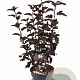Physocarpus opulif. Panther 30-40 cm 3,0L