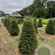 Picea abies 175-200 cm draadkluit