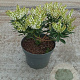 Pieris jap. 'Debutante' GM C3