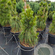 Pinus schwerinii 'Wiethorst' 60-80 cm 20L