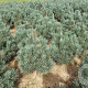 Pinus sylv. 'Watereri' 50-60 cm met kluit
