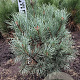 Pinus sylv. 'Watereri' 50-60 cm met kluit