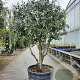 Quercus ilex 175-200 cm container piramide