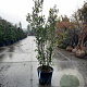 Quercus ilex 175-200 cm container meerstammig