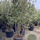 Quercus ilex 175-200 cm container meerstammig