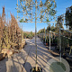 Quercus ilex 180 cm stam container 20-25 lei 150x120