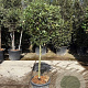 Quercus ilex 80 cm stam container bol 50-60