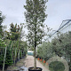 Quercus ilex 150 cm stam container 30-35 extra