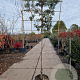 Quercus ilex 150 cm stam container 6-8 leiboom