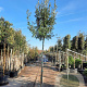 Quercus ilex 180 cm stam container 12-14