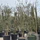 Quercus suber 200-250 cm cont. 110L meerstammig