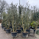 Quercus suber 250-300 cm container meerstammig opgekroond