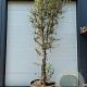 Quercus suber 350-400 cm container solitair