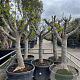 Ficus carica GM container