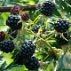 Rubus frut. 'Thornless Evergreen' 175-200 cm 20L 3 stok