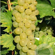 Vitis 'Amandin' 200-250 cm 20L 3 stok
