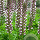 Acanthus hungaricus 'White Lips' GM P9