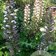 Acanthus hungaricus 'White Lips' GM P9