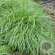 Carex umbrosa GM P9