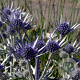 Eryngium bourgatii GM P9