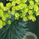 Euphorbia characias wulfenii GM P9