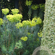 Euphorbia characias wulfenii GM P9