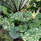 Farfugium japonicum giganteum GM c20