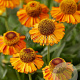 Helenium 'Short and Sassy' GM P9