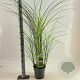 Miscanthus sin. 'Gracillimus' 50-80 cm 6,5L