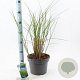 Miscanthus sin. 'Gracillimus' 50-80 cm 6,5L