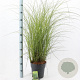 Miscanthus sin. 'Gracillimus' 50-80 cm 6,5L