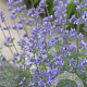 Nepeta 'Senior' GM P9