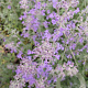 Nepeta 'Senior' GM P9