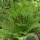 Osmunda claytoniana GM P9