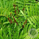 Osmunda claytoniana GM P9